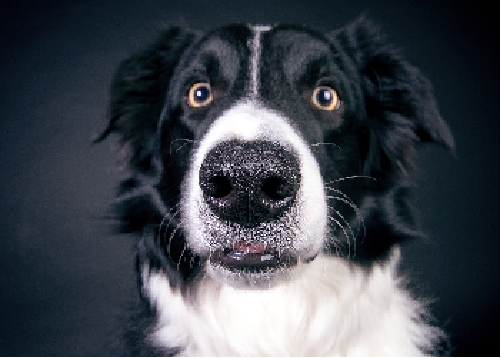 Collie.png