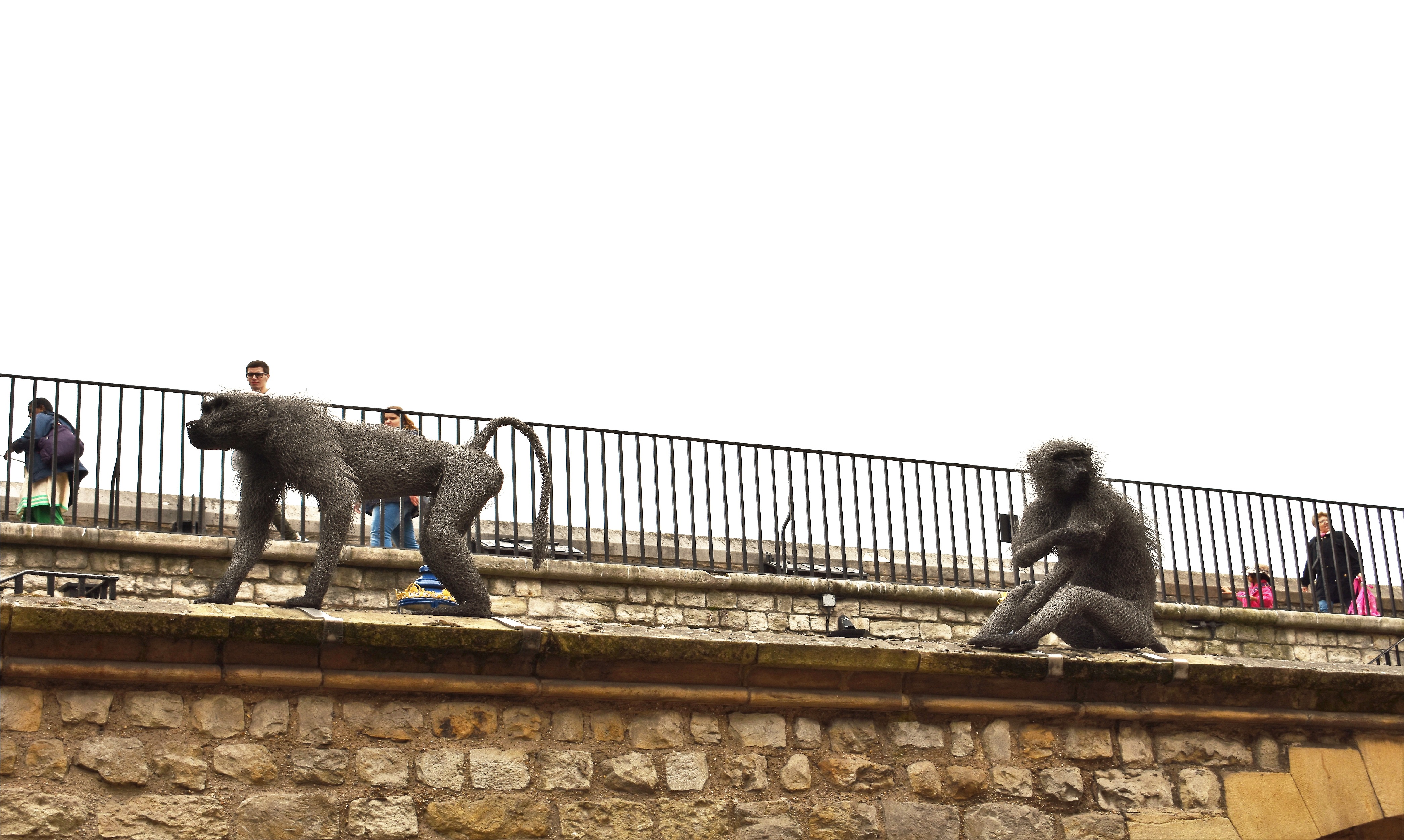 Royal Beast Monkeys TT.jpg