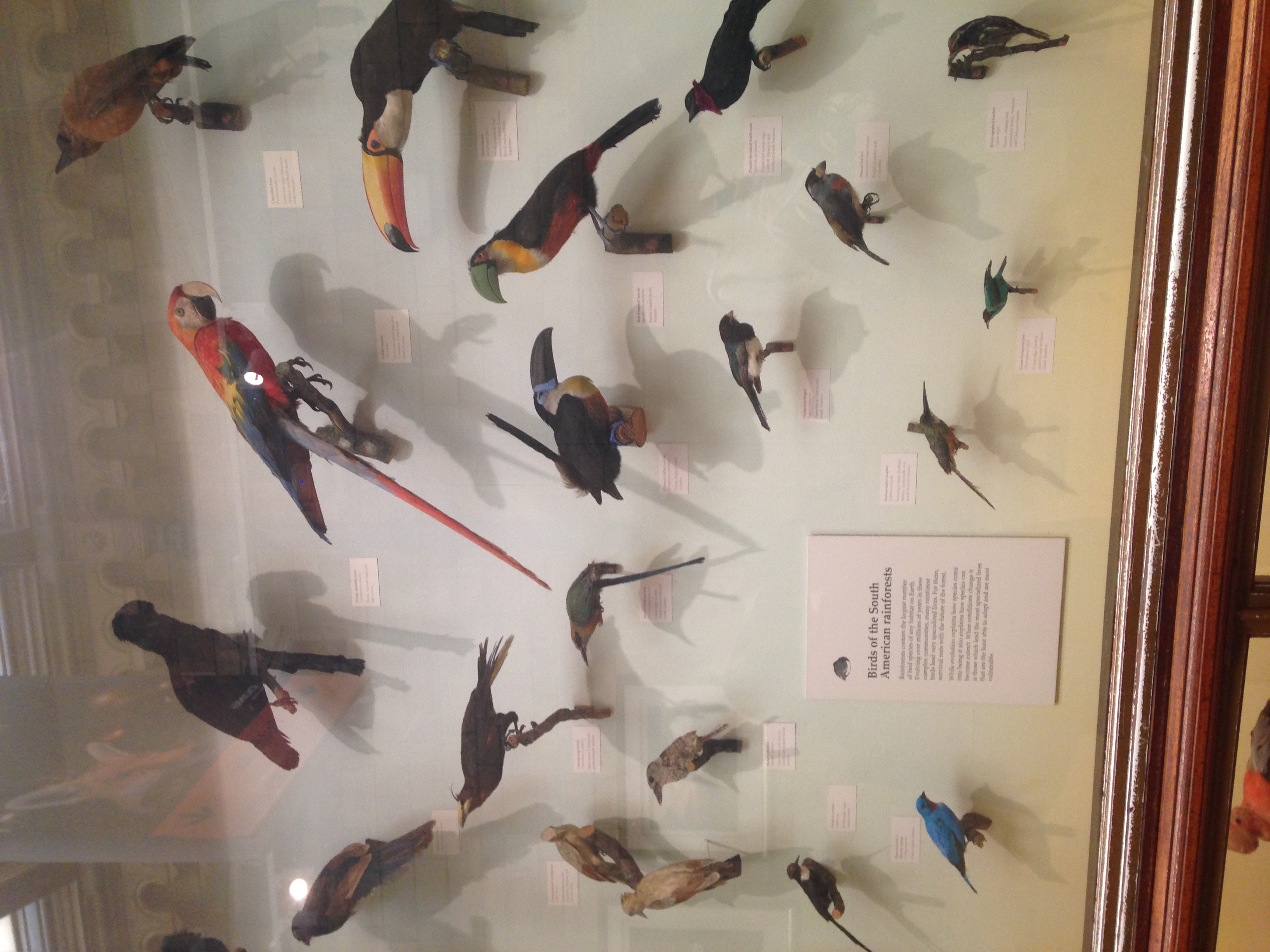 Avian Exhibit 3.JPG