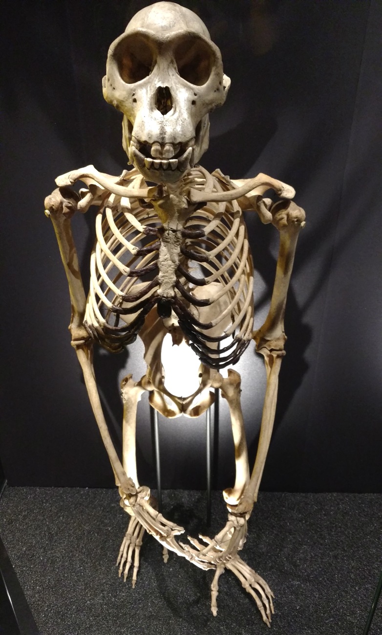 Male Chimpanzee Skeleton- sm- JR.jpg